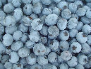 blue%20harvest%20farm%20-%20certified%20organic%20blueberries001015.jpg
