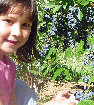 blue%20harvest%20farm%20-%20certified%20organic%20blueberries002009.jpg