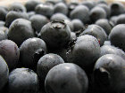 blue%20harvest%20farm%20-%20certified%20organic%20blueberries002010.jpg