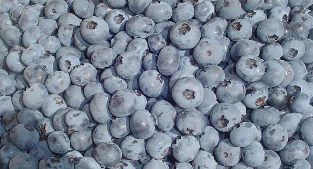 fresh berries.jpg